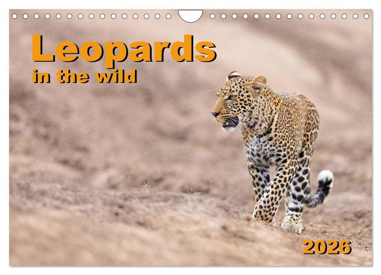 Leopards in the wild (Wall Calendar 2026 DIN A4 landscape) CALVENDO 12 Month Wall Calendar