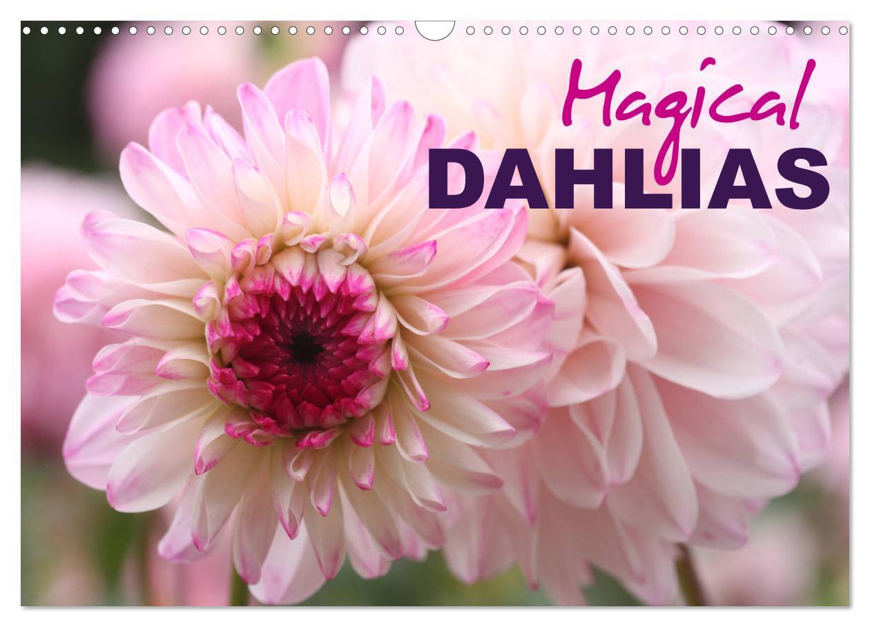 Magical Dahlias (Wall Calendar 2026 DIN A3 landscape) CALVENDO 12 Month Wall Calendar