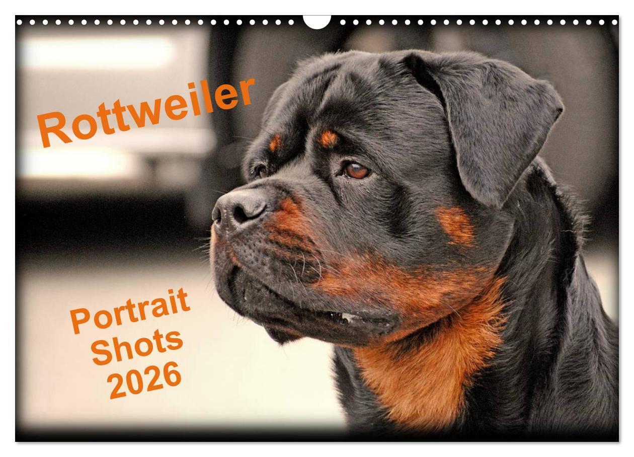 Rottweiler Portait Shots 2026 (Wall Calendar 2026 DIN A3 landscape) CALVENDO 12 Month Wall Calendar