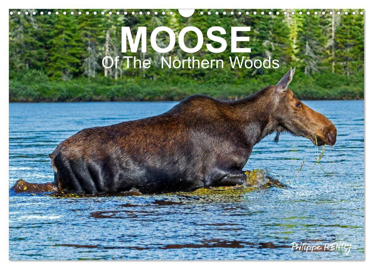 MOOSE Of The Northern Woods (Wall Calendar 2026 DIN A3 landscape) CALVENDO 12 Month Wall Calendar