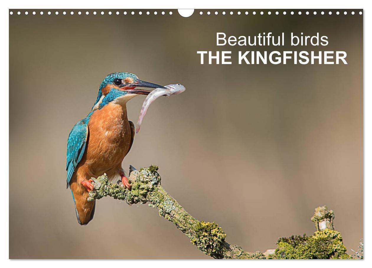 Beautiful birds THE KINGFISHER (Wall Calendar 2026 DIN A3 landscape) CALVENDO 12 Month Wall Calendar
