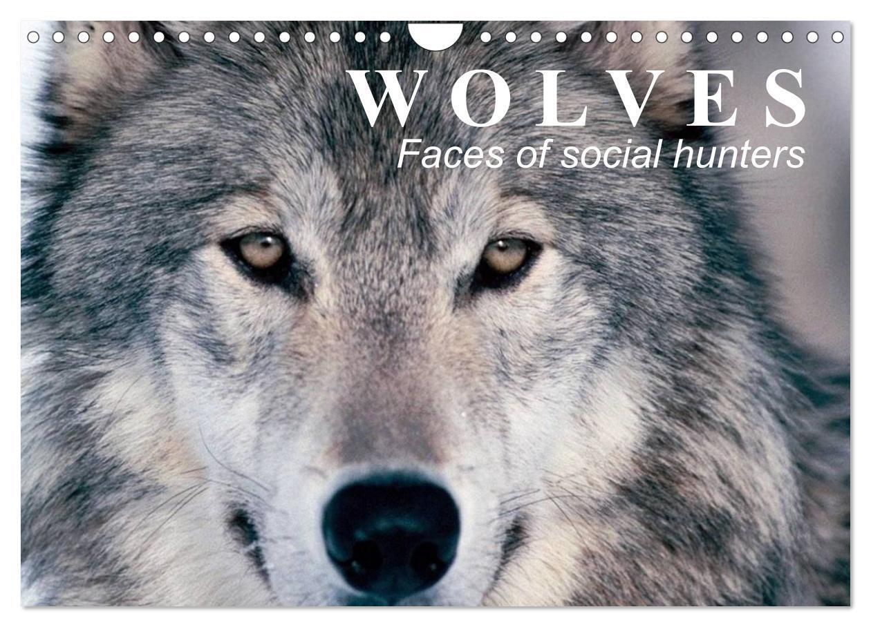 Wolves Faces of social hunters (Wall Calendar 2026 DIN A4 landscape) CALVENDO 12 Month Wall Calendar