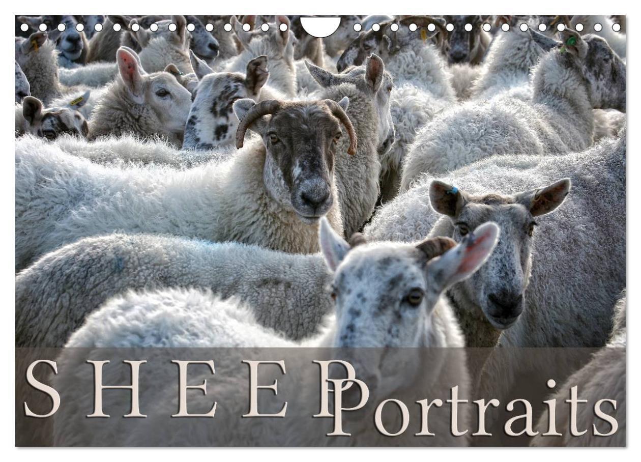 Sheep Portraits (Wall Calendar 2026 DIN A4 landscape) CALVENDO 12 Month Wall Calendar