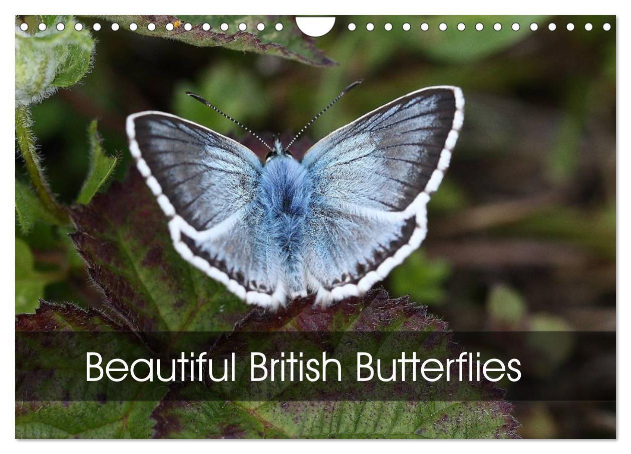 Beautiful British Butterflies (Wall Calendar 2026 DIN A4 landscape) CALVENDO 12 Month Wall Calendar