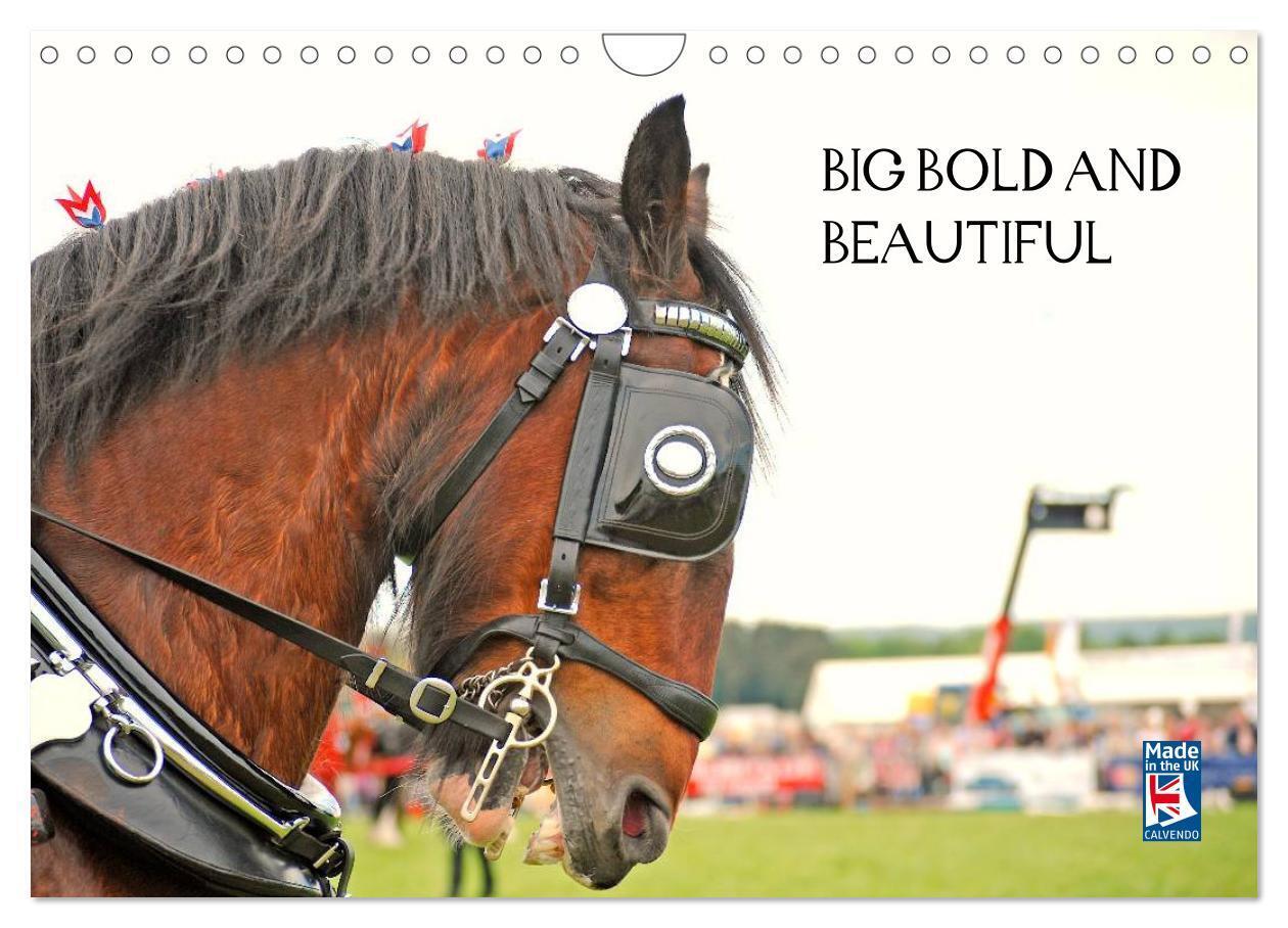 BIG BOLD AND BEAUTIFUL (Wall Calendar 2026 DIN A4 landscape) CALVENDO 12 Month Wall Calendar