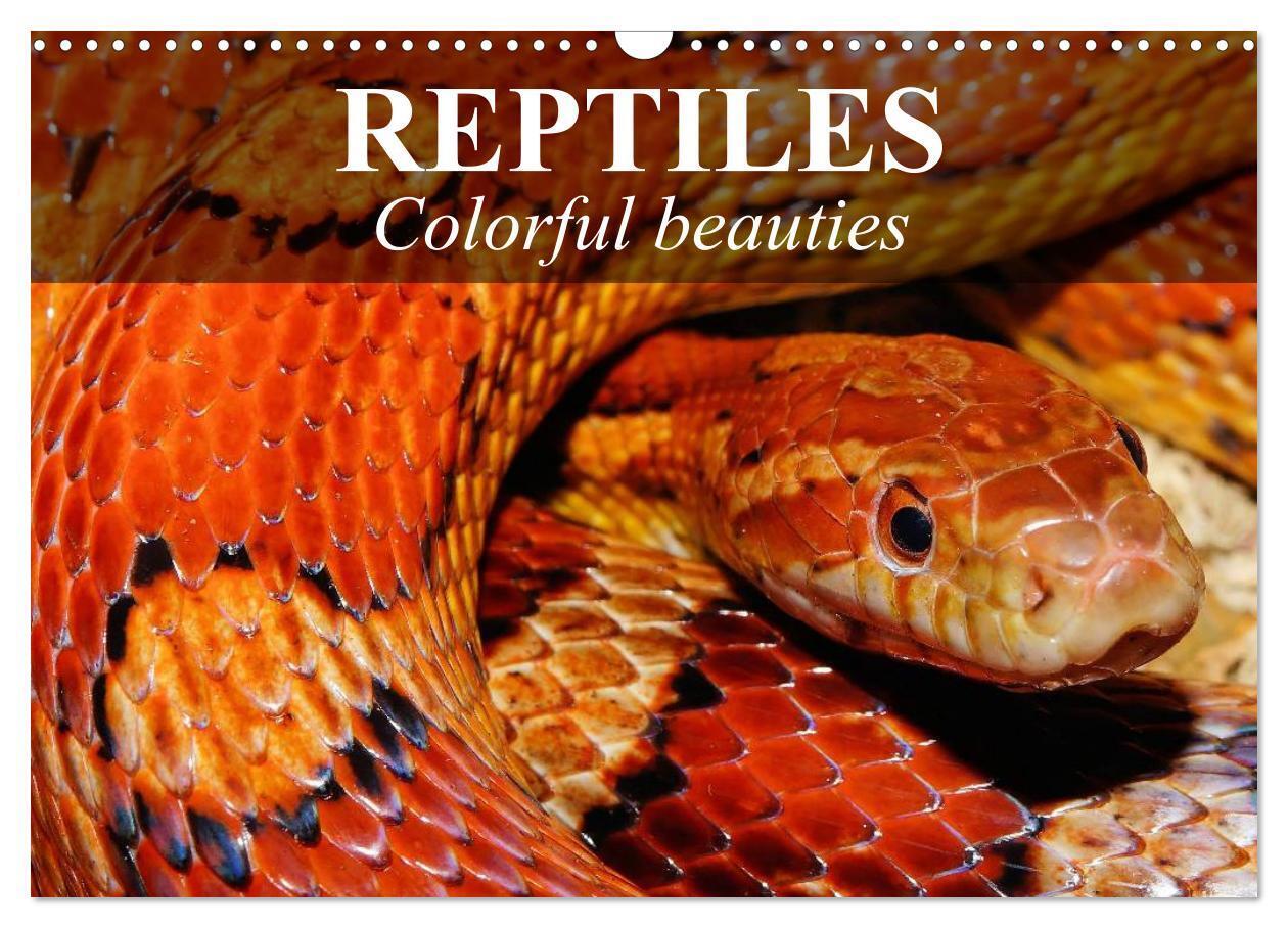 Reptiles Colorful beauties (Wall Calendar 2026 DIN A3 landscape) CALVENDO 12 Month Wall Calendar