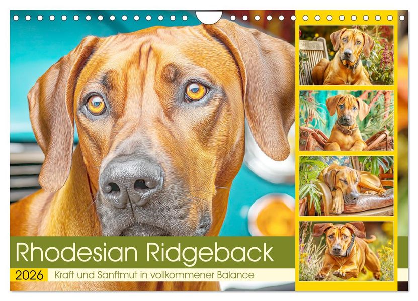 Rhodesian Ridgeback. Kraft und Sanftmut in vollkommener Balance (Wandkalender 2026 DIN A4 quer) CALVENDO Monatskalender