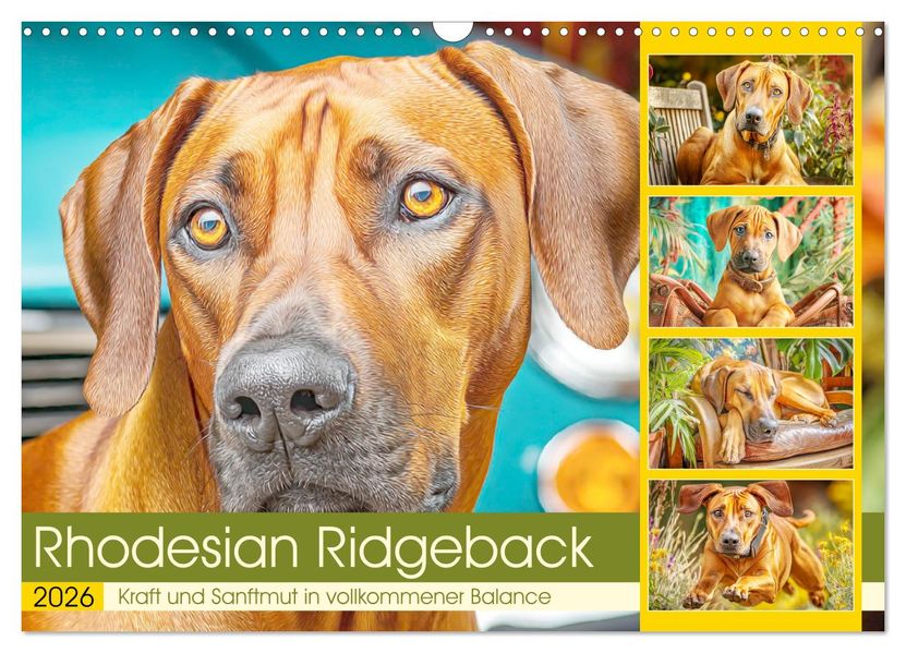 Rhodesian Ridgeback. Kraft und Sanftmut in vollkommener Balance (Wandkalender 2026 DIN A3 quer) CALVENDO Monatskalender