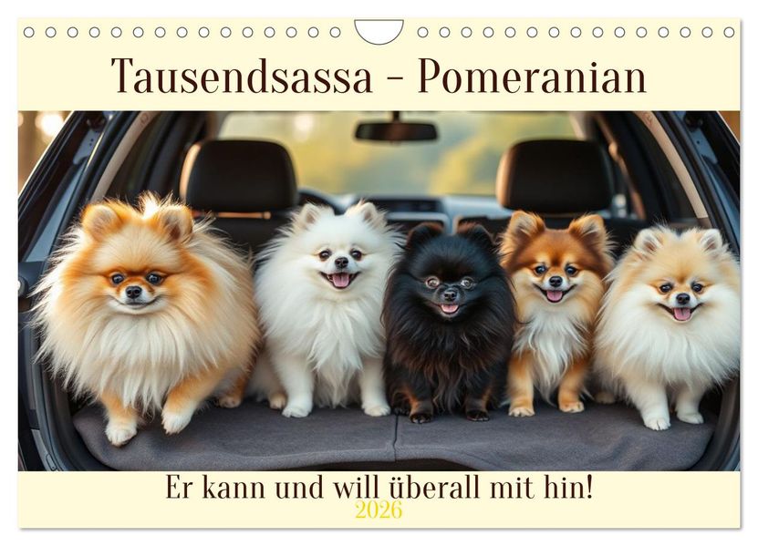 Tausendsassa - Pomeranian (Wandkalender 2026 DIN A4 quer) CALVENDO Monatskalender
