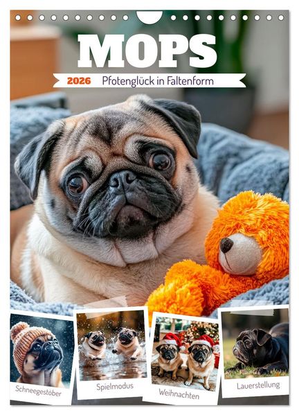 MOPS Pfotenglück in Faltenform (Wandkalender 2026 DIN A4 hoch) CALVENDO Monatskalender