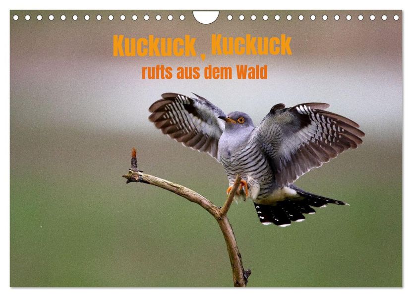 KuckuckKuckuckrufts aus dem Wald (Wandkalender 2026 DIN A4 quer) CALVENDO Monatskalender