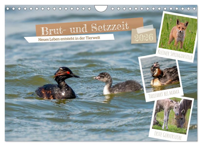 Brut- und Setzzeit. Neues Leben entsteht. (Wandkalender 2026 DIN A4 quer) CALVENDO Monatskalender