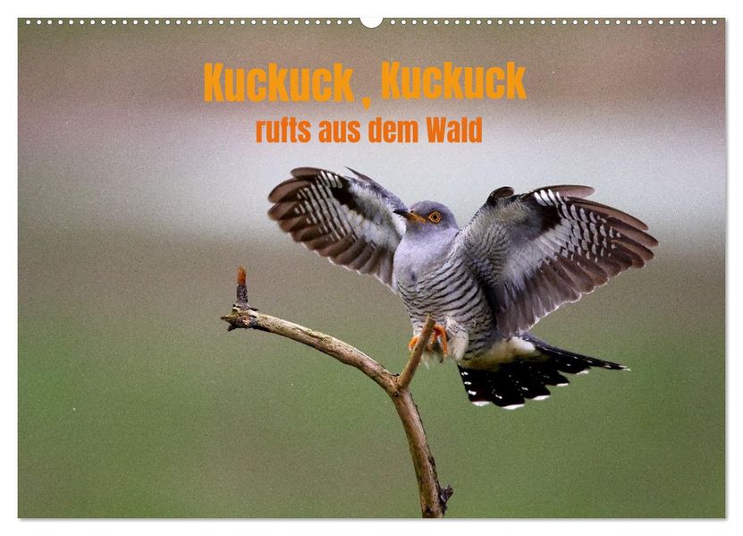 KuckuckKuckuckrufts aus dem Wald (Wandkalender 2026 DIN A2 quer) CALVENDO Monatskalender