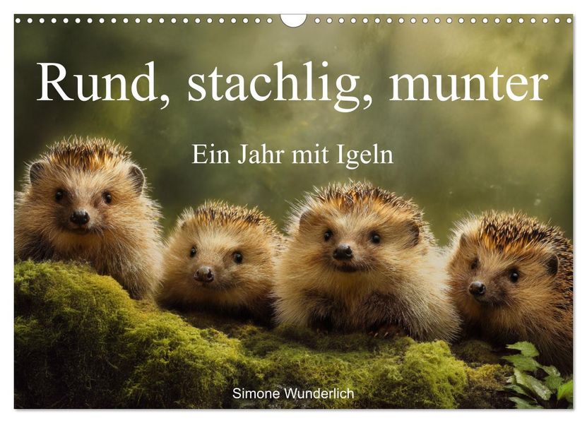 Rund stachlig munter - Ein Jahr mit Igeln (Wandkalender 2026 DIN A3 quer) CALVENDO Monatskalender