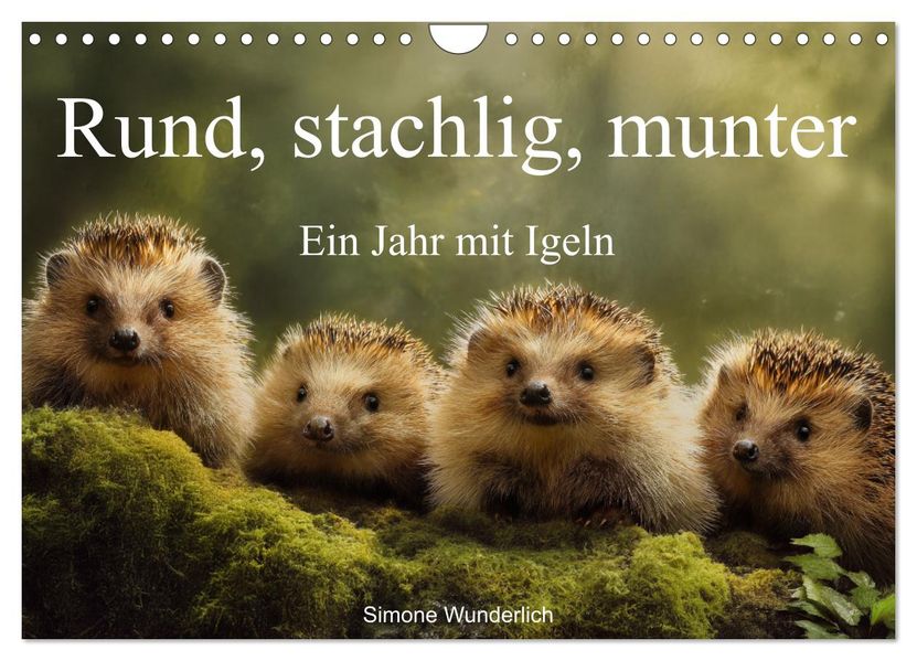 Rund stachlig munter - Ein Jahr mit Igeln (Wandkalender 2026 DIN A4 quer) CALVENDO Monatskalender