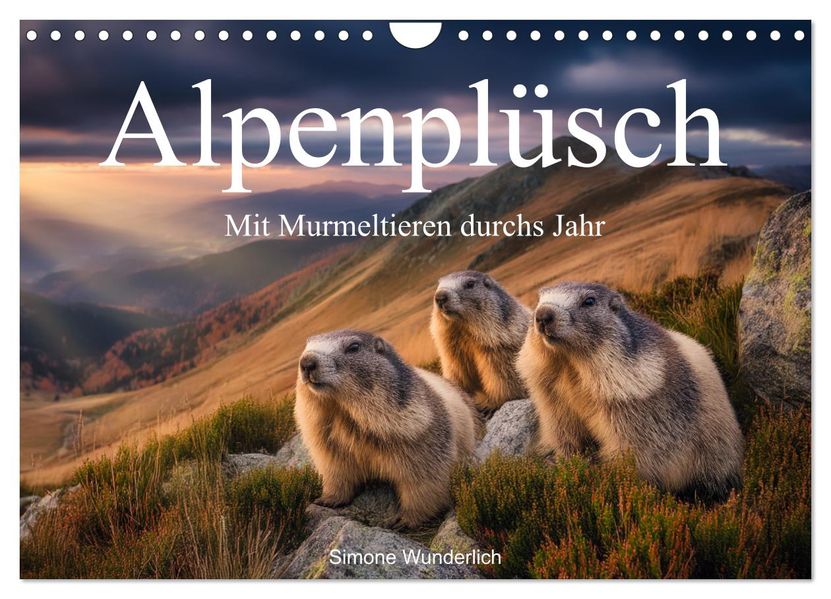 Alpenplüsch - Mit Murmeltieren durchs Jahr (Wandkalender 2026 DIN A4 quer) CALVENDO Monatskalender