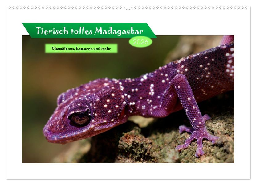 Tierisch tolles Madagaskar - Chamäleons Lemuren und mehr (Wandkalender 2026 DIN A2 quer) CALVENDO Monatskalender