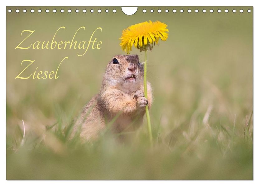Zauberhafte Ziesel (Wandkalender 2026 DIN A4 quer) CALVENDO Monatskalender