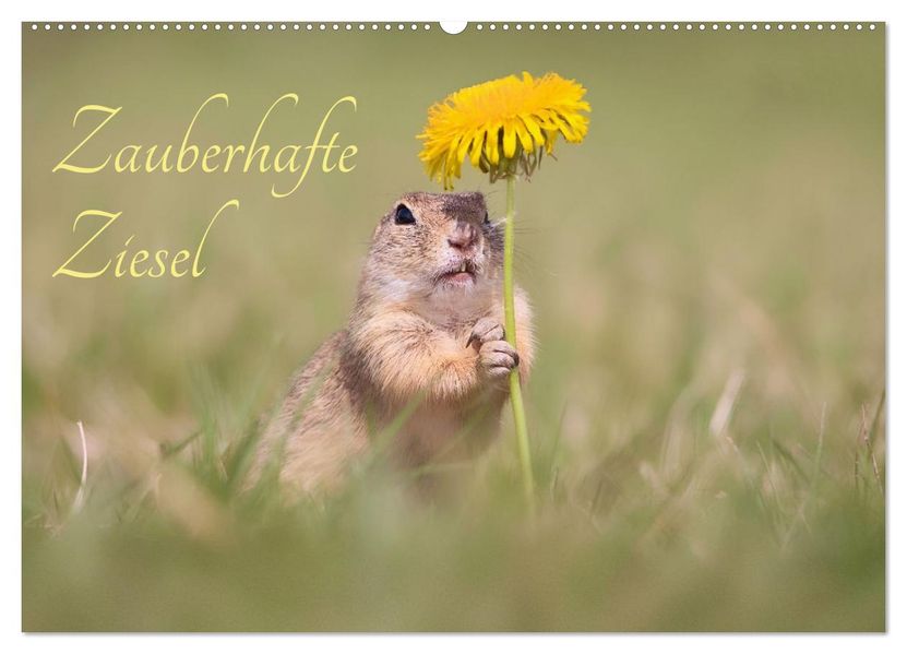 Zauberhafte Ziesel (Wandkalender 2026 DIN A2 quer) CALVENDO Monatskalender