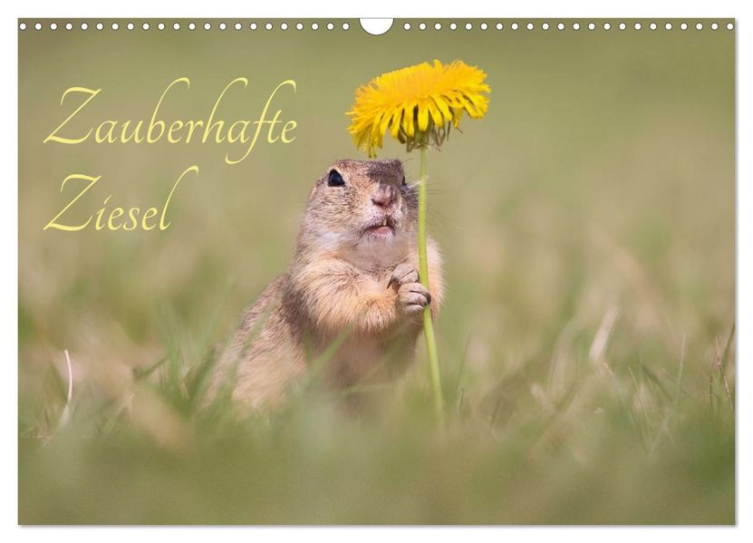 Zauberhafte Ziesel (Wandkalender 2026 DIN A3 quer) CALVENDO Monatskalender