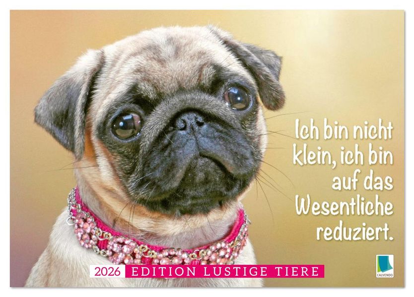Der Mops: Nicht klein sondern aufs Wesentliche reduziert. (Tischkalender 2026 DIN A5 quer) CALVENDO Monatskalender
