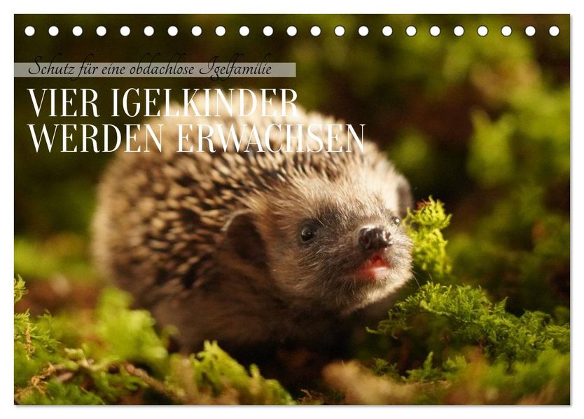 Schutz für eine obdachlose Igelfamilie - Vier Igelkinder werden erwachsen. (Tischkalender 2026 DIN A5 quer) CALVENDO Monatskalender