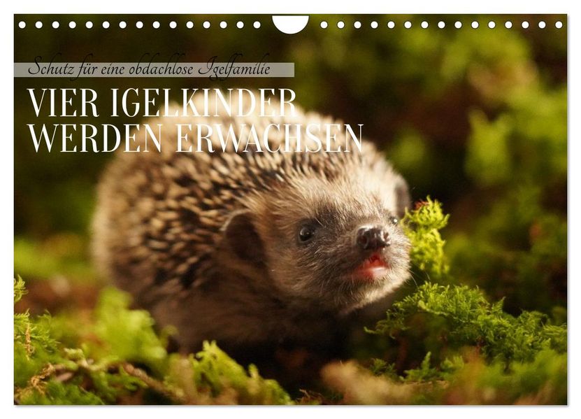 Schutz für eine obdachlose Igelfamilie - Vier Igelkinder werden erwachsen. (Wandkalender 2026 DIN A4 quer) CALVENDO Monatskalender