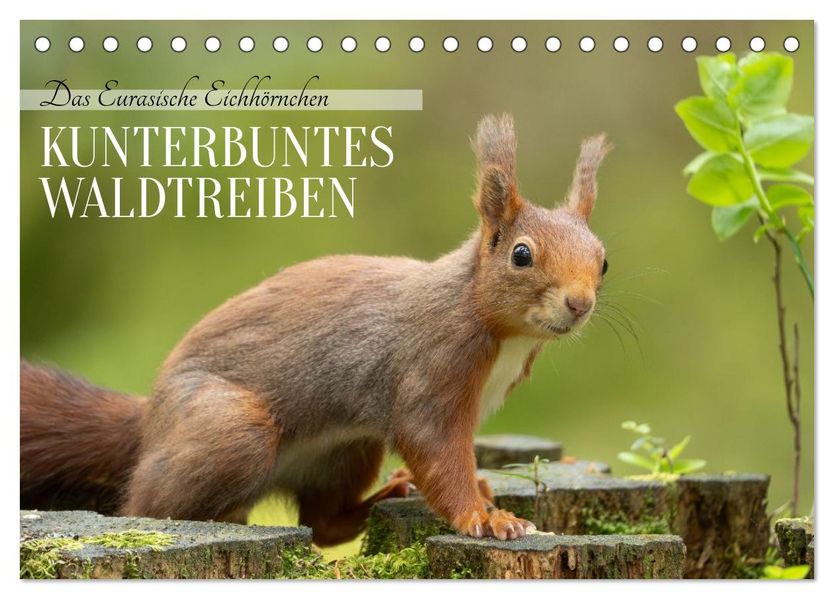 Das Eurasische Eichhörnchen - Kunterbuntes Waldtreiben (Tischkalender 2026 DIN A5 quer) CALVENDO Monatskalender