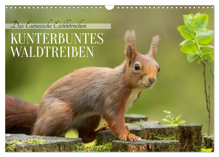 Das Eurasische Eichhörnchen - Kunterbuntes Waldtreiben (Wandkalender 2026 DIN A3 quer) CALVENDO Monatskalender