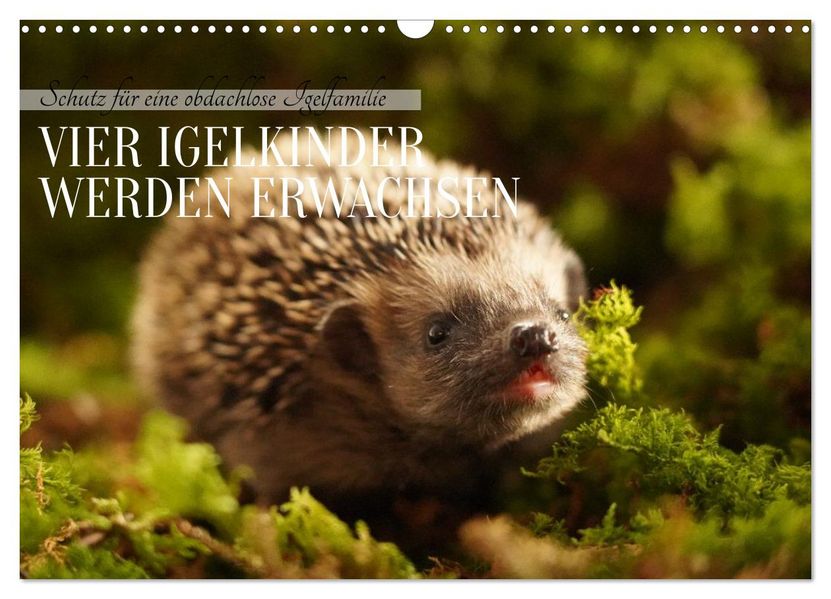 Schutz für eine obdachlose Igelfamilie - Vier Igelkinder werden erwachsen. (Wandkalender 2026 DIN A3 quer) CALVENDO Monatskalender