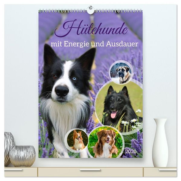 Hütehunde mit Energie und Ausdauer (hochwertiger Premium Wandkalender 2026 DIN A2 hoch) Kunstdruck in Hochglanz