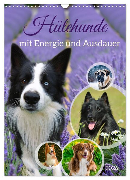 Hütehunde mit Energie und Ausdauer (Wandkalender 2026 DIN A3 hoch) CALVENDO Monatskalender