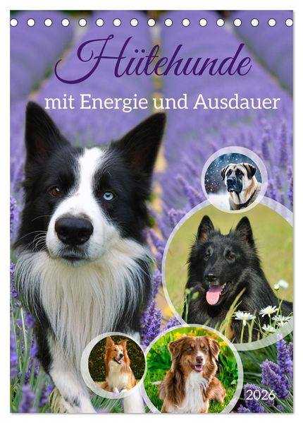 Hütehunde mit Energie und Ausdauer (Tischkalender 2026 DIN A5 hoch) CALVENDO Monatskalender