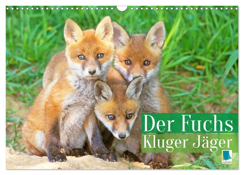 Der Fuchs: Kluger Jäger (Wandkalender 2026 DIN A3 quer) CALVENDO Monatskalender