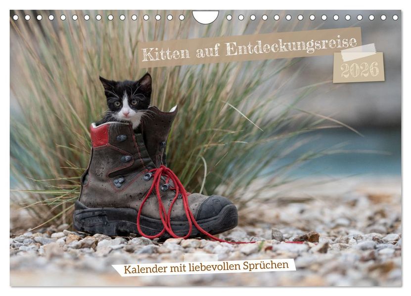Kitten auf Entdeckungsreise (Wandkalender 2026 DIN A4 quer) CALVENDO Monatskalender