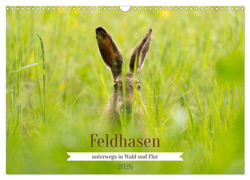 Feldhasen unterwegs in Wald und Flur (Wandkalender 2026 DIN A3 quer) CALVENDO Monatskalender
