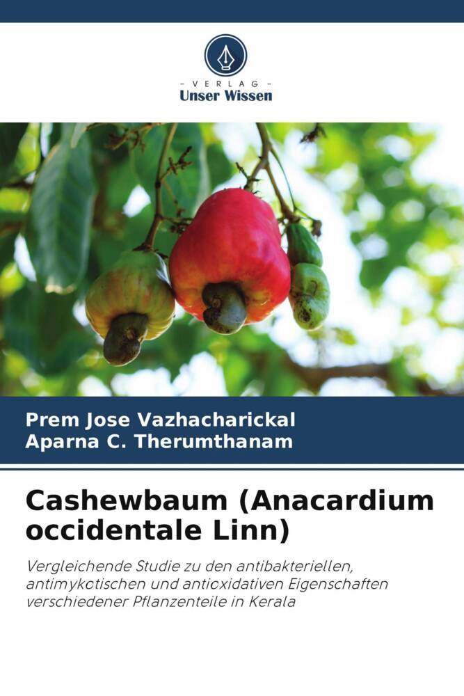 Cashewbaum (Anacardium occidentale Linn)