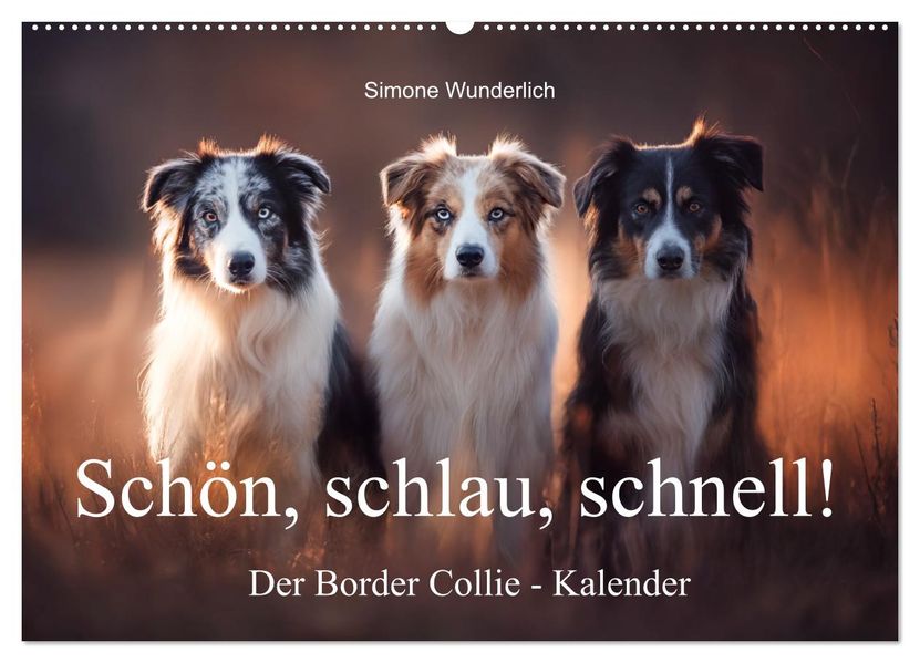 Schön schlau schnell! - Der Border Collie - Kalender (Wandkalender 2026 DIN A2 quer) CALVENDO Monatskalender