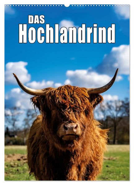 Das Hochlandrind im Frühjahr (Wandkalender 2026 DIN A2 hoch) CALVENDO Monatskalender
