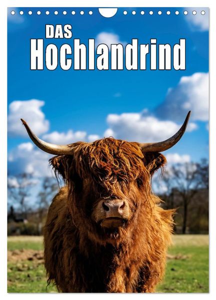 Das Hochlandrind im Frühjahr (Wandkalender 2026 DIN A4 hoch) CALVENDO Monatskalender