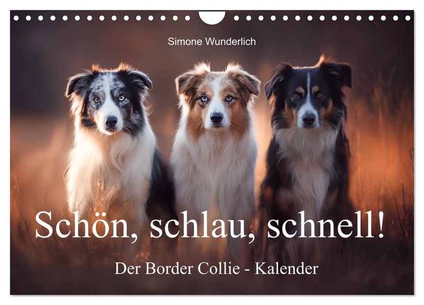 Schön schlau schnell! - Der Border Collie - Kalender (Wandkalender 2026 DIN A4 quer) CALVENDO Monatskalender