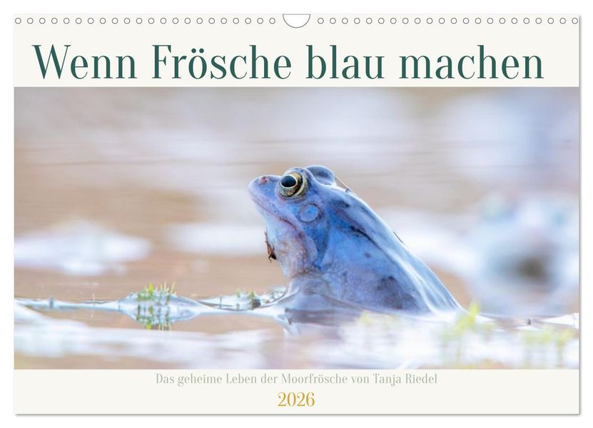 Wenn Frösche blau machen - das geheime Leben der Moorfrösche von Tanja Riedel (Wandkalender 2026 DIN A3 quer) CALVENDO Monatskalender