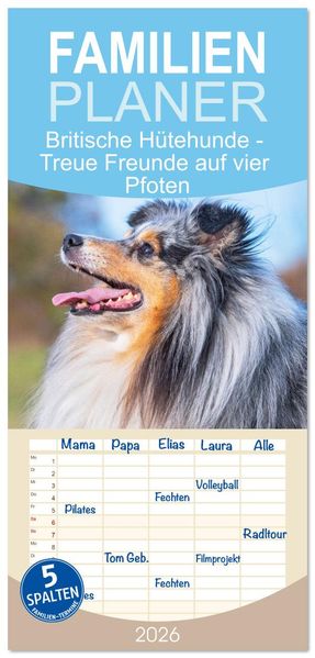 Familienplaner 2026 - Britische Hütehunde - Treue Freunde auf vier Pfoten mit 5 Spalten (Wandkalender 21 x 45 cm) CALVENDO