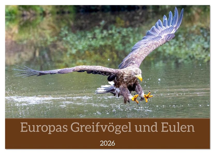 Europas Greifvögel und Eulen (Wandkalender 2026 DIN A4 quer) CALVENDO Monatskalender
