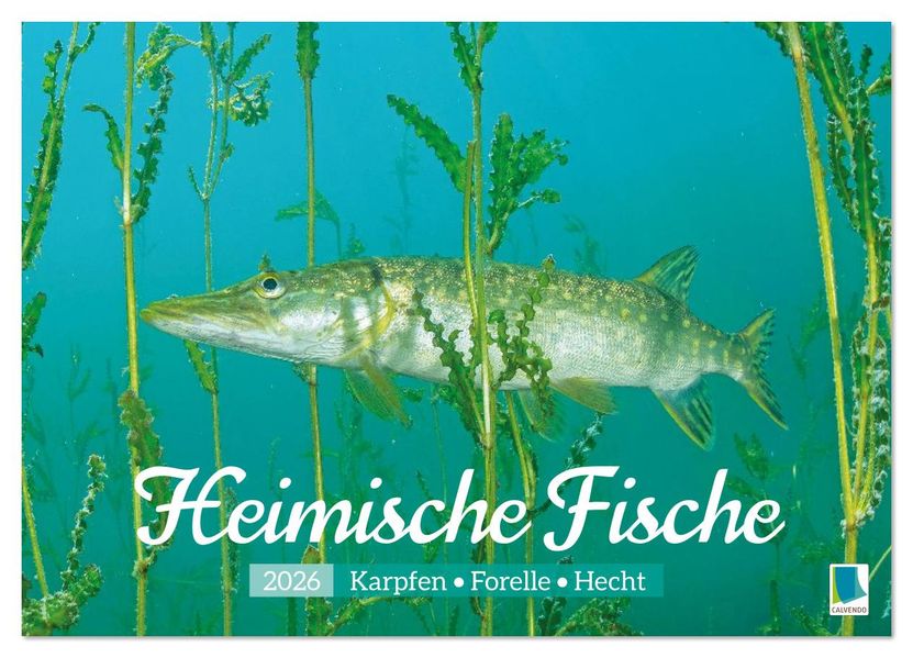 Heimische Fische: Karpfen Forelle Hecht (Wandkalender 2026 DIN A3 quer) CALVENDO Monatskalender
