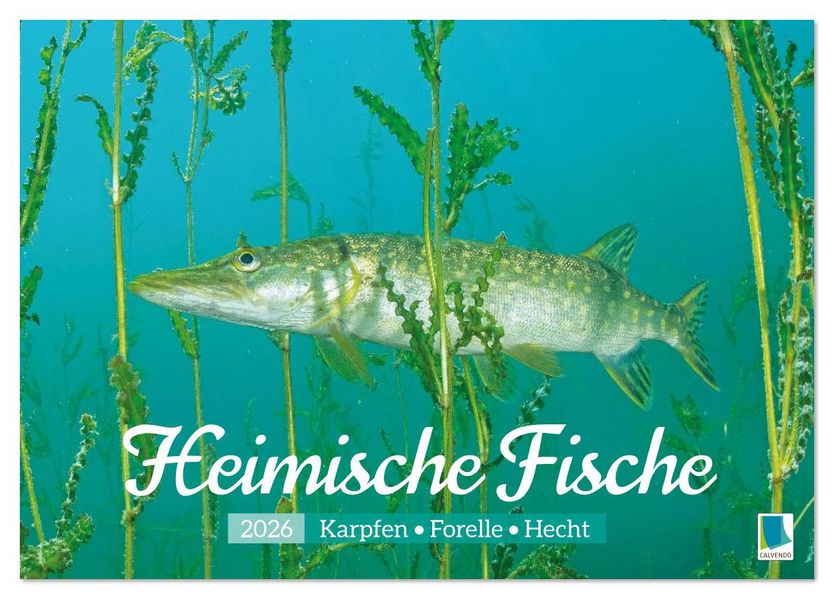 Heimische Fische: Karpfen Forelle Hecht (Tischkalender 2026 DIN A5 quer) CALVENDO Monatskalender