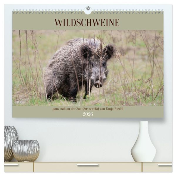 Wildschweine ganz nah an der Sau (Sus scrofa) von Tanja Riedel (hochwertiger Premium Wandkalender 2026 DIN A2 quer) Kunstdruck in Hochglanz