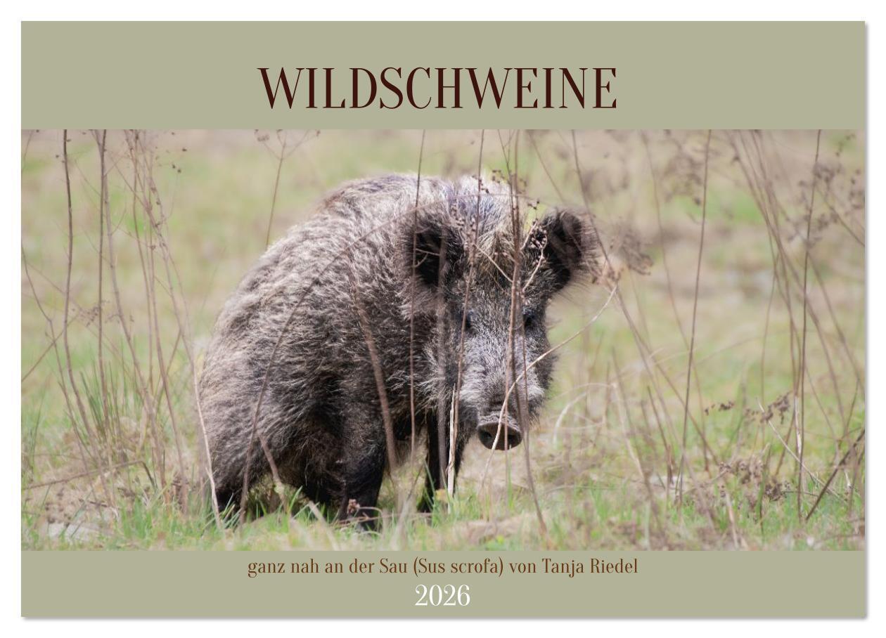 Wildschweine ganz nah an der Sau (Sus scrofa) von Tanja Riedel (Wandkalender 2026 DIN A4 quer) CALVENDO Monatskalender