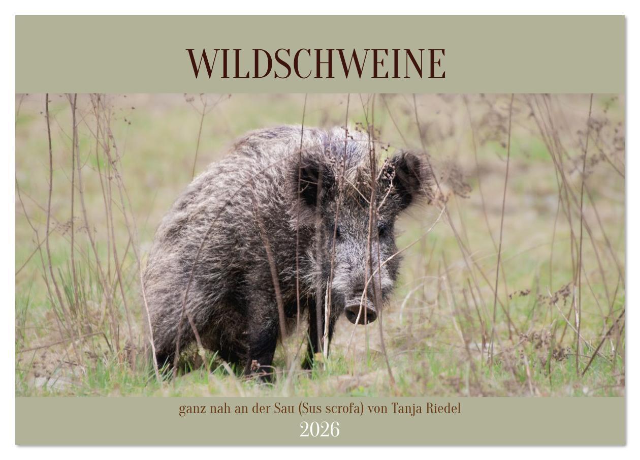 Wildschweine ganz nah an der Sau (Sus scrofa) von Tanja Riedel (Tischkalender 2026 DIN A5 quer) CALVENDO Monatskalender