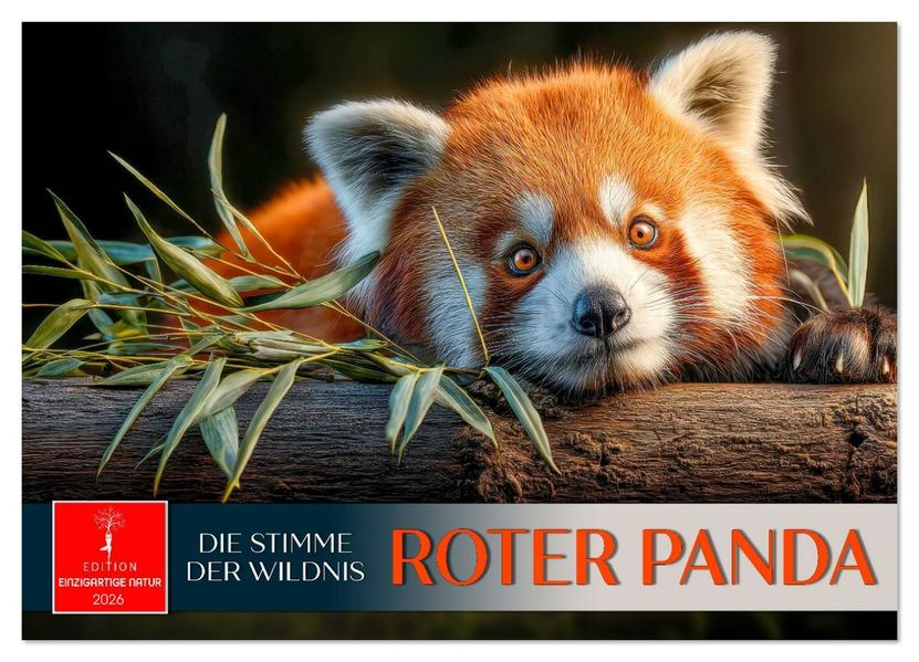 Roter Panda - die Stimme der Wildnis (Wandkalender 2026 DIN A3 quer) CALVENDO Monatskalender